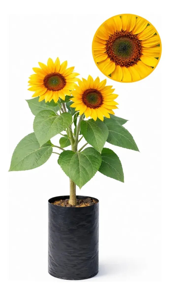 GIRASOLES - Dermo Care Perú